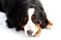 Bernese mountain dog