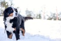 Bernese Mountain Dog in the snow Royalty Free Stock Photo