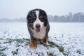 Bernese Mountain Dog standing in the park in snow Royalty Free Stock Photo