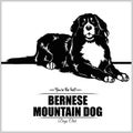 Bernese Mountain Dog - vector illustration for t-shirt, logo and template badges Royalty Free Stock Photo