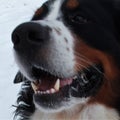 Bernese mountain Dog on a walk in the Park.