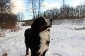 Bernese mountain Dog on a walk in the Park.