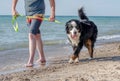 Bernese Mountain Dog walking on the dog beach in Michigan Royalty Free Stock Photo