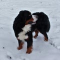 Bernese mountain Dog on a walk in the Park.