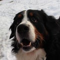 Bernese mountain Dog on a walk in the Park.