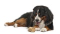 Bernese Mountain Dog, 3 years old Royalty Free Stock Photo