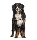 Bernese Mountain Dog, 2 years old Royalty Free Stock Photo