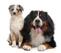 Bernese mountain dog, 3 years old Royalty Free Stock Photo