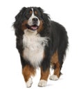 Bernese Mountain Dog, 3 years old Royalty Free Stock Photo