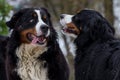 Bernese Mountain Dogs Playing