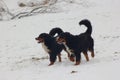 Bernese mountain dogs at snow