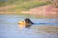 Bernese mountain rescue dog Royalty Free Stock Photo