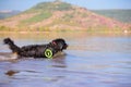 Bernese mountain rescue dog Royalty Free Stock Photo