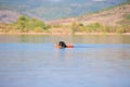 Bernese mountain rescue dog water work training Royalty Free Stock Photo