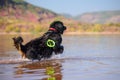 Bernese mountain rescue dog water work training Royalty Free Stock Photo