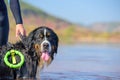 Bernese mountain rescue dog water work training Royalty Free Stock Photo