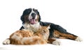 Bernese moutain dog and cat Royalty Free Stock Photo