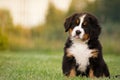 Bernese puppy