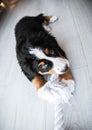 Bernese Puppy Playing in home Royalty Free Stock Photo