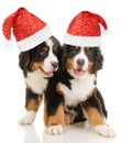 Bernese sennenhund puppies Royalty Free Stock Photo
