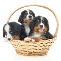 Bernese sennenhund puppy