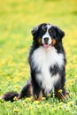 Bernese Sennenhund purebred shepherd dog in field