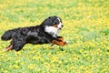 Bernese Sennenhund purebred shepherd dog in field