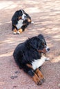 Bernese Shepherd in the nature, portrait Royalty Free Stock Photo