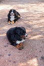 Bernese Shepherd in the nature, portrait Royalty Free Stock Photo