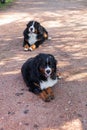 Bernese Shepherd in the nature, portrait Royalty Free Stock Photo