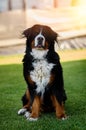 Bernese sitting on grass Royalty Free Stock Photo