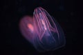 Beroe spp - Comb Jellyfish Royalty Free Stock Photo