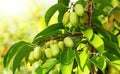Berries actinidia on a branch close-up in the garden. Royalty Free Stock Photo