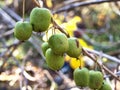 Berries actinidia kolomikta Royalty Free Stock Photo