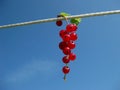 The berries against the sky