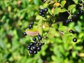Berries of alder buckthorn (Frangula alnus)