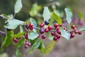 Berries of alder buckthorn Frangula alnus.