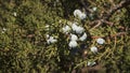 The berries of alligator juniper scientifically known as Juniperus deppeana Royalty Free Stock Photo