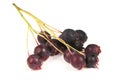 Berries of amelanchier or chuckley pear. High resolution photo Royalty Free Stock Photo