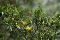 Berries of the Arctostaphylos uva-ursi or Kinnikinnick