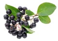 The berries of the aronia are covered with thin villi