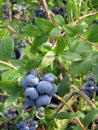The berries of the bilberry Royalty Free Stock Photo