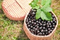 Berries black currant in the basket Royalty Free Stock Photo