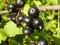 Berries of black currant on a branch of a bush in the garden