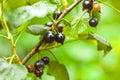 Black berry on a Bush