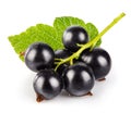 Berries black currant with green leaf. Fresh fruit isolated Royalty Free Stock Photo