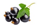 Berries black currant with green leaf. Fresh fruit isolated Royalty Free Stock Photo