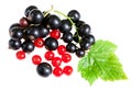 Berries black currant and red currant with green leaves isolate Royalty Free Stock Photo