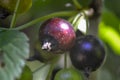 Black currant Royalty Free Stock Photo