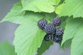 Berries of black raspberry hang on bush. Ripe Rubus occidentalis on branch